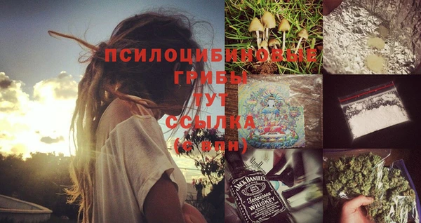 стаф Алзамай
